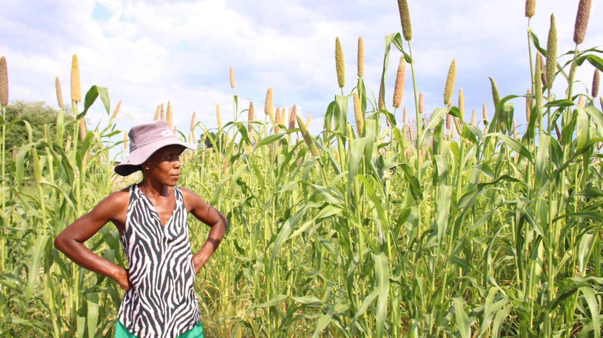 nutriactionzim's tweet photo. Promoting small grains is part of @nutriactionzim &amp; partners’ strategy to alleviate hunger in vulnerable communities. In #GokweNorth #Kariba #Mwenezi, farmers are embracing pearl millet, a drought tolerant crop well suited for dry regions.
#ZeroHunger https://t.co/9OKmqjNASA