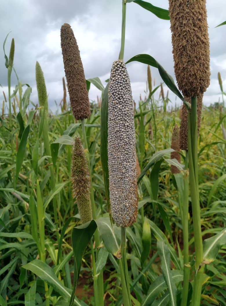 nutriactionzim's tweet photo. Promoting small grains is part of @nutriactionzim &amp; partners’ strategy to alleviate hunger in vulnerable communities. In #GokweNorth #Kariba #Mwenezi, farmers are embracing pearl millet, a drought tolerant crop well suited for dry regions.
#ZeroHunger https://t.co/9OKmqjNASA