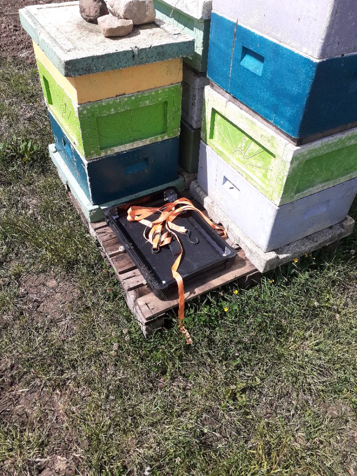 The evidence left behind when you disturb someone at your bees and they scuttle off at speed and leave the evidence of what they were up to behind.......being strapped up prior to being loaded into the other beekeepers van ........ no other conclusion.