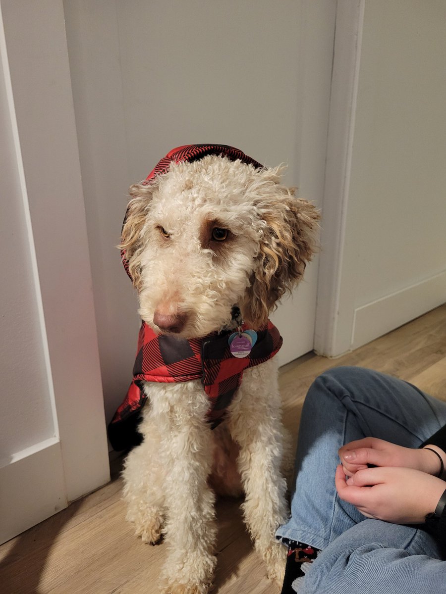 MyLittleTimmy4's tweet photo. @risebluesun Here's a picture of my doggo to cheer you up my friend !! If you need to talk, hit me up on Discord I'll never leave a friend behind! https://t.co/pefliKaXDb