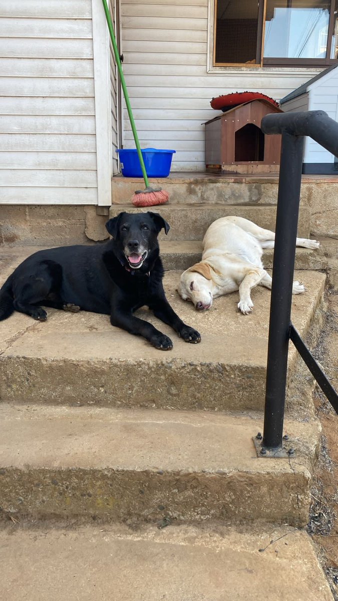 CaroNoriel's tweet photo. Perritos encontrados en P8 de Santa Julia. Negrito esta con neumonía y blanquita con quemaduras en patitas, nariz y boca, ambos ya están con tratamiento. Por favor compartir para encontrar a sus familias. https://t.co/ZM0QTEOUU1