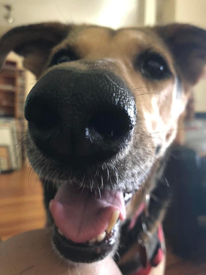 bleuterosome's tweet photo. mama is very good at minding everybody’s business and we often have to tell her to go lay down bc she will make herself an obstacle https://t.co/1P5tjjS2pX