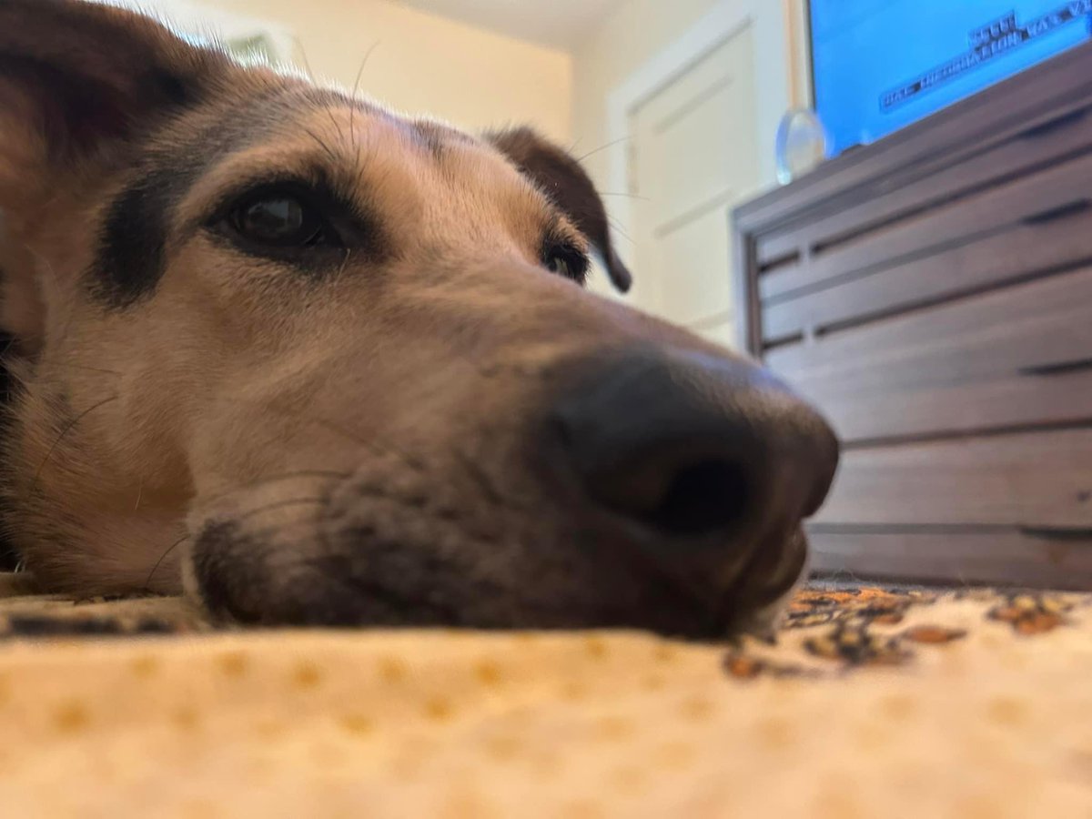 bleuterosome's tweet photo. mama is very good at minding everybody’s business and we often have to tell her to go lay down bc she will make herself an obstacle https://t.co/1P5tjjS2pX