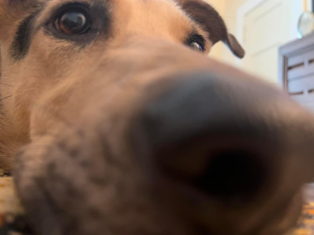 bleuterosome's tweet photo. mama is very good at minding everybody’s business and we often have to tell her to go lay down bc she will make herself an obstacle https://t.co/1P5tjjS2pX