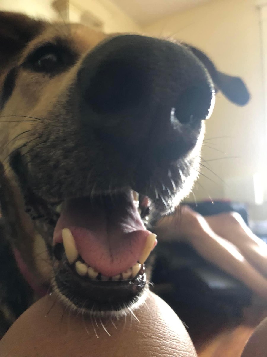 bleuterosome's tweet photo. mama is very good at minding everybody’s business and we often have to tell her to go lay down bc she will make herself an obstacle https://t.co/1P5tjjS2pX