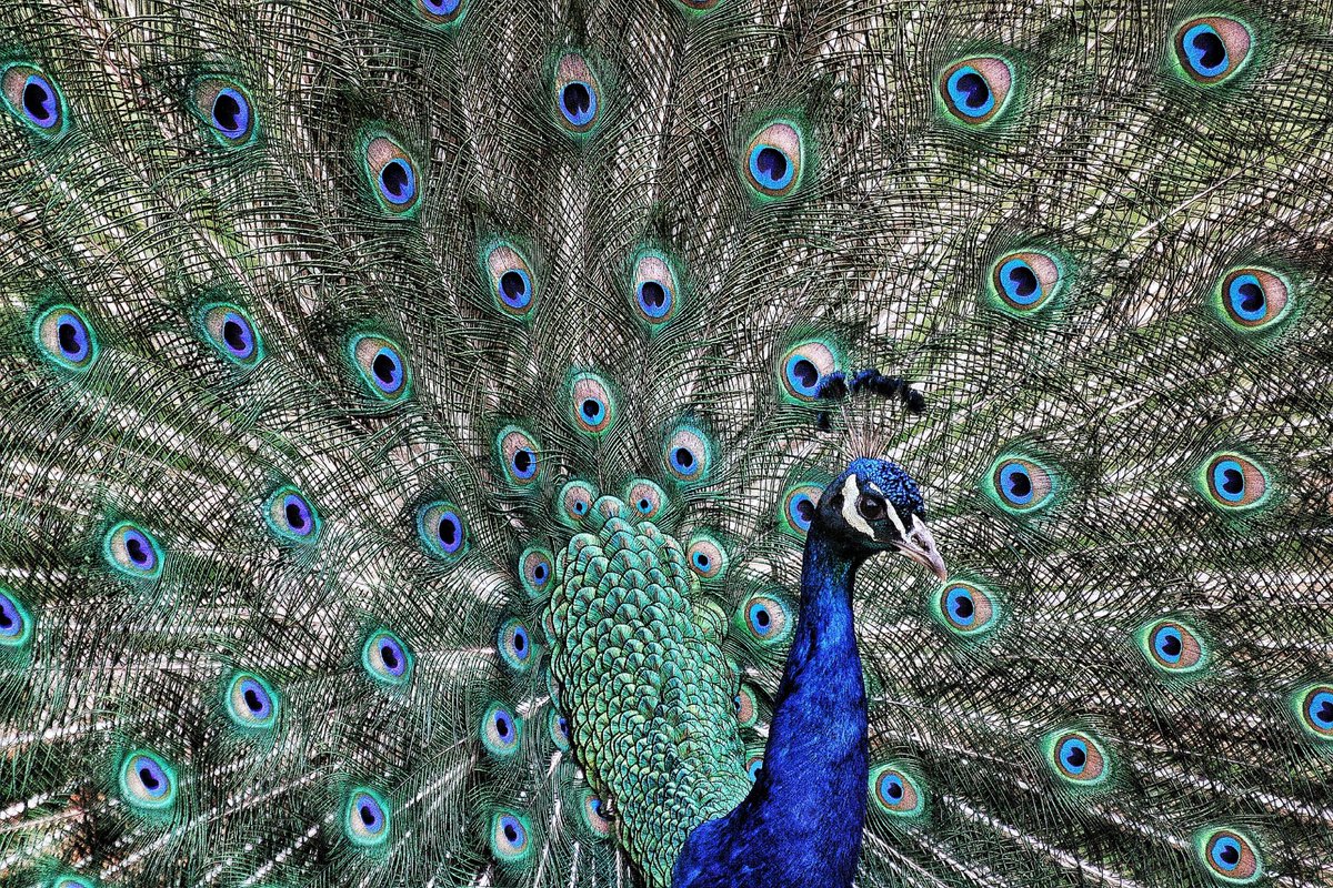 Jellycandy64's tweet photo. @sykesjeff Peacock in full display mode ❤️ https://t.co/msvo1phAN3