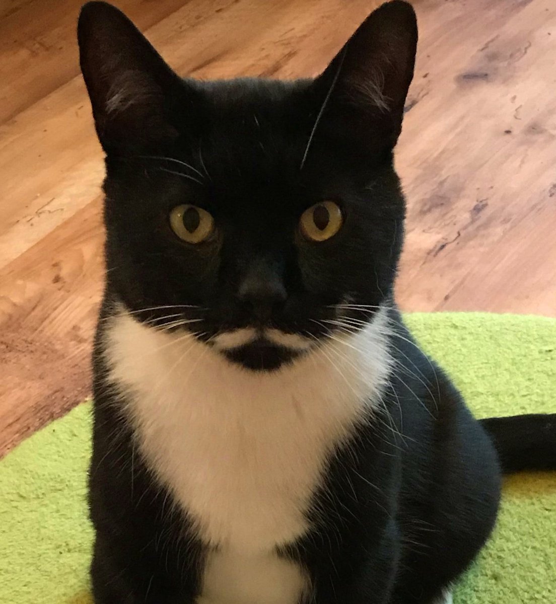 FINAL REMINDA! #MOGYOG #TUCKPAWS starts in 1 hour at 8pm UK time! 😺💖🧘

Is u ready! 😹🐾🧘‍♂️💖

x.com/MrMoustacheCat…