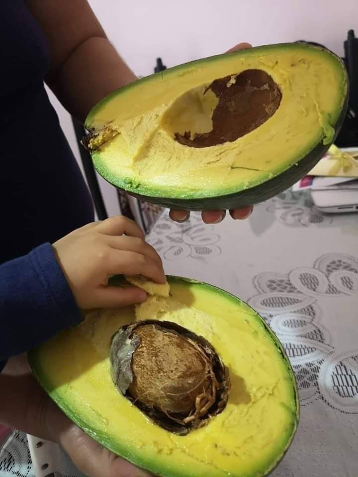 sciencegirl's tweet photo. Giant Yucatan Avocado https://t.co/ePYjGsIvtq