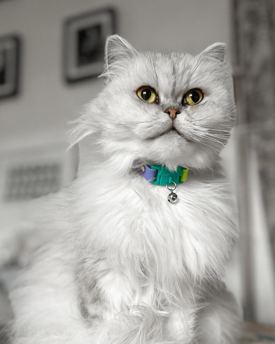 Kittyrama tweet media