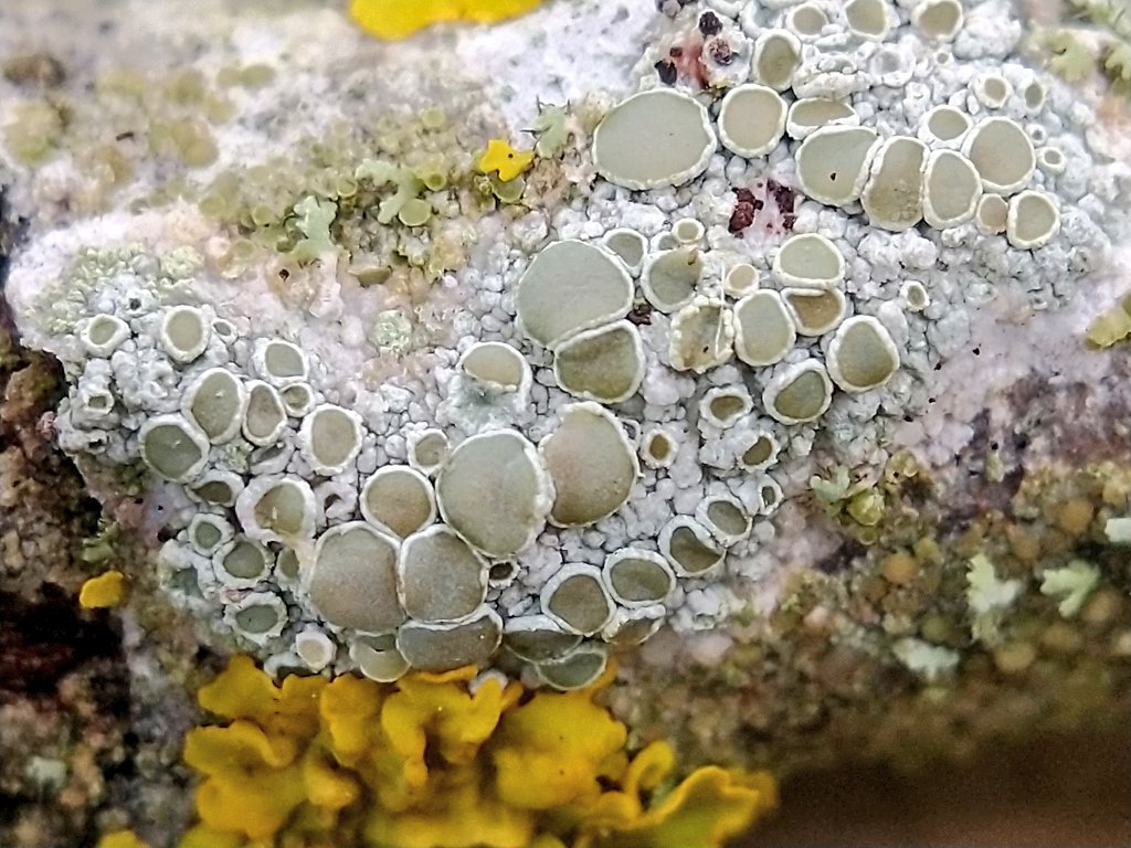 Lecanora #macro showing off white edged apothecia 😊 #lichen #lichenology #fungi #nature #wildlife #MondayMood
