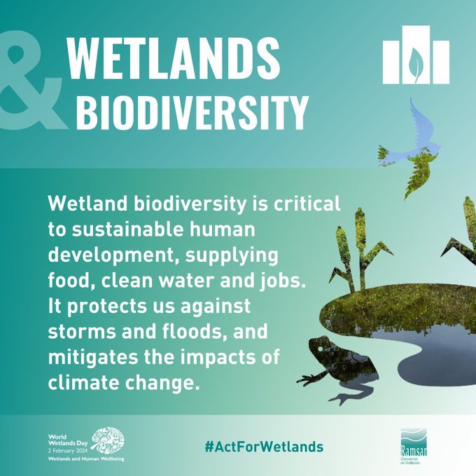 #CitiesWithNature rely on wetlands for biodiversity.  🦆 Despite hosting diverse ecosystems, 25% of wetland species face extinction.
💚 Protecting wetlands is vital to ensure safe breeding grounds for birds