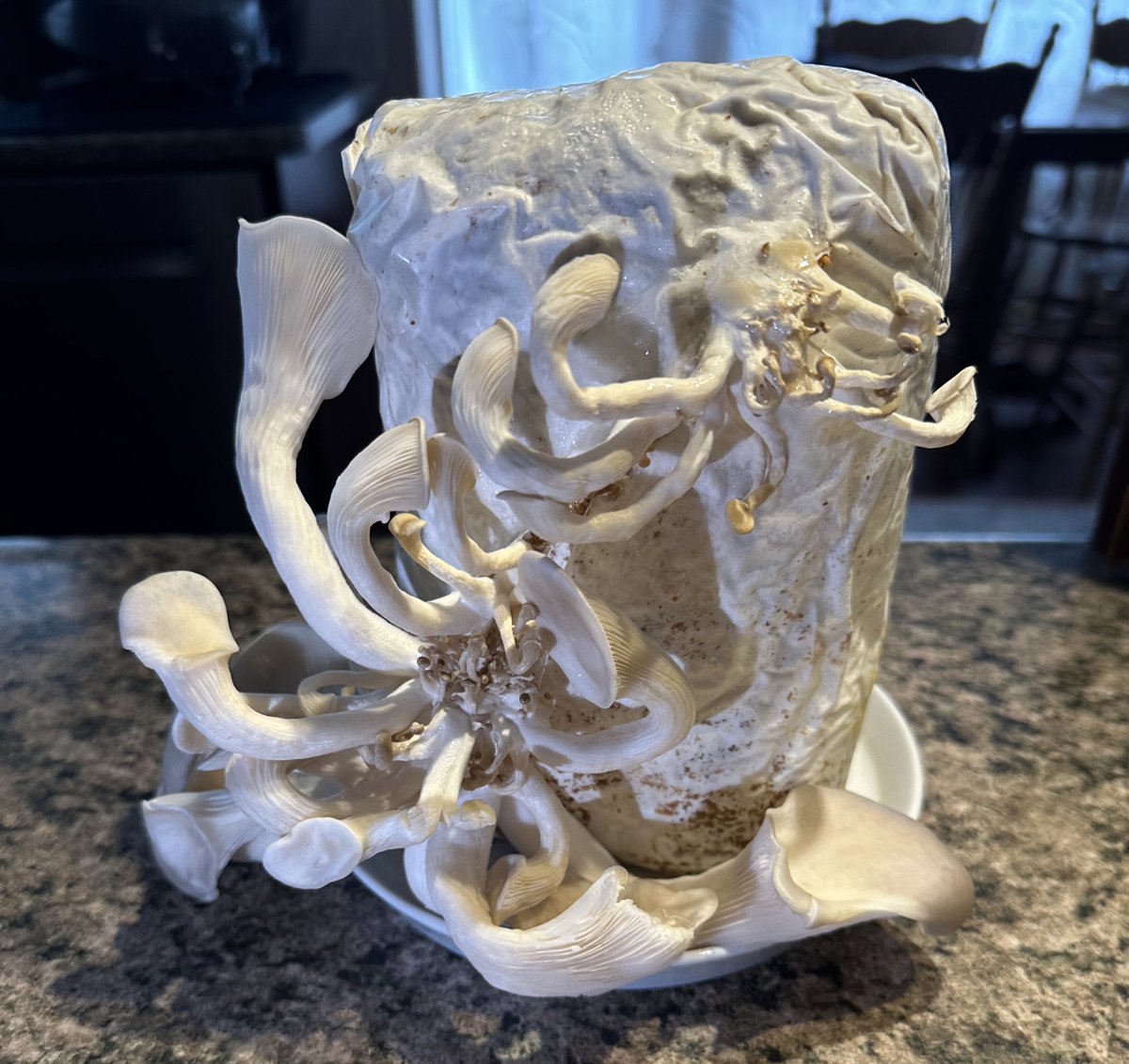 CottontailVA 🐰💋 tweet media