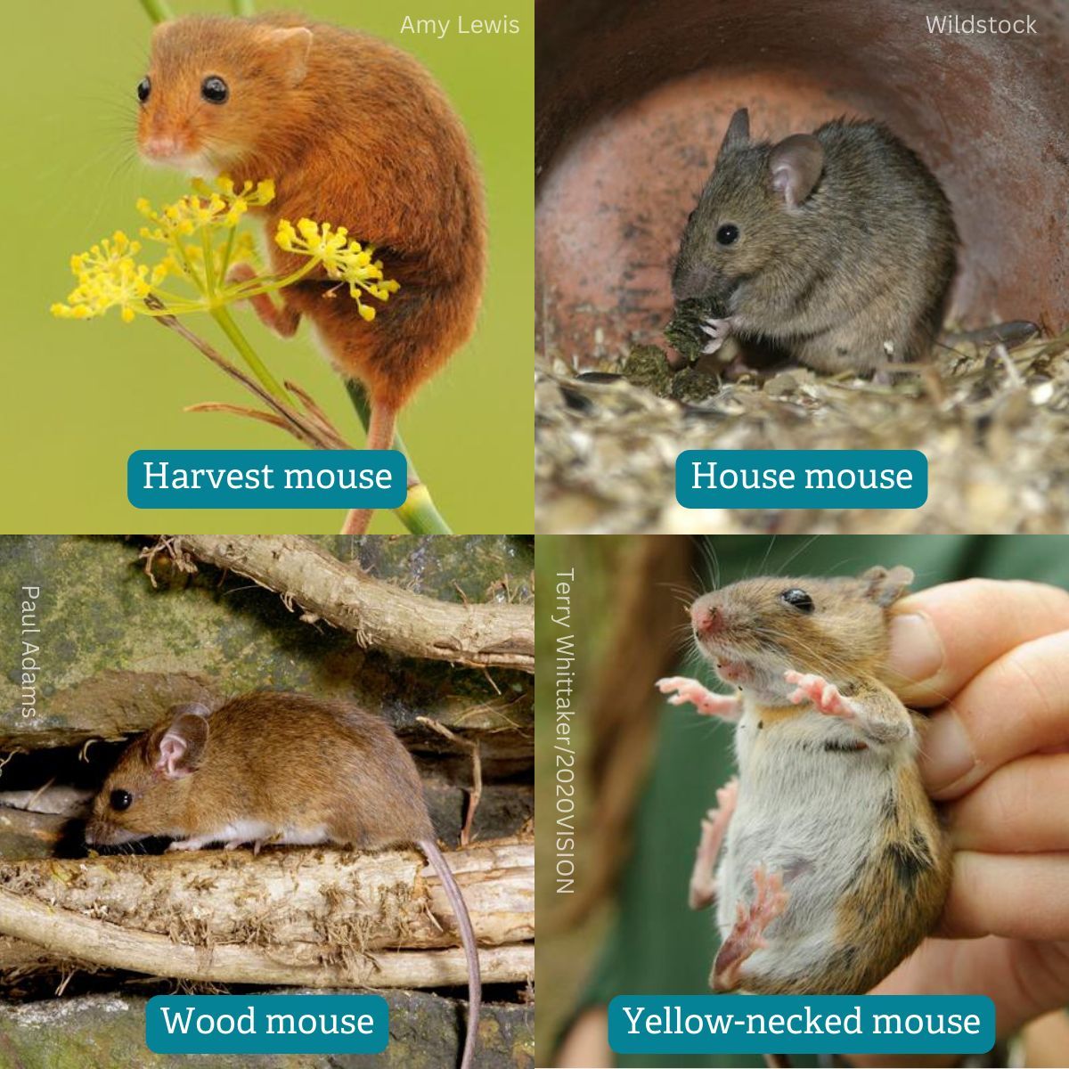 Mice play a key role in the natural environment; from distributing plant seeds to being prey for animals like owls and foxes. Here in the UK we have four species of 'true' mouse 🐁
 
Read more about them here 👉 buff.ly/4915bXD 
#AmazingNature