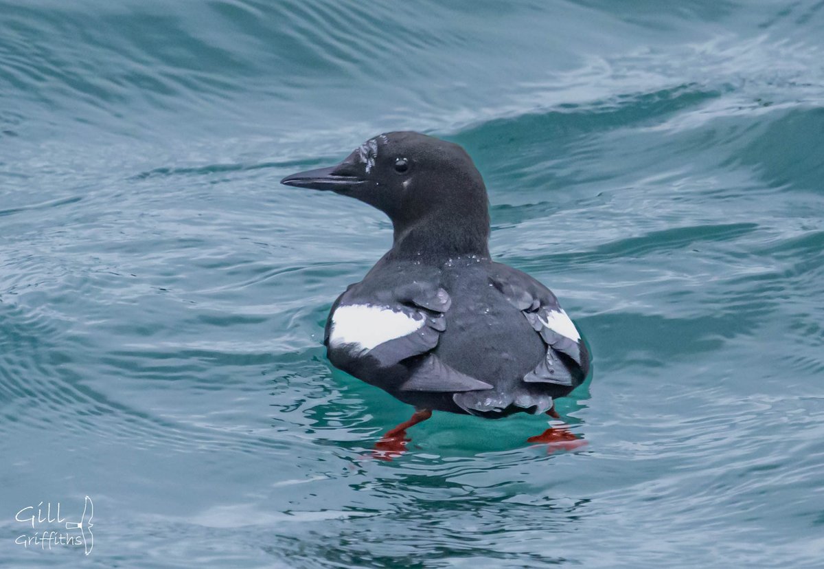 Anglesey..what a beauty❤️
#tystie
#blackguillemot
@RSPBLiverpool 
@Natures_Voice