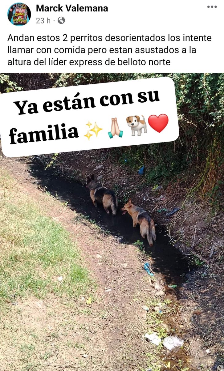 QueClaueres's tweet photo. #IncendioForestal #incendio #Valparaiso #Vina #QUILPUÉ  #MascotasIncendio

Ya están con su familia 🐕 🐕❤️🙏🏻 https://t.co/YmeGQerm0Q
