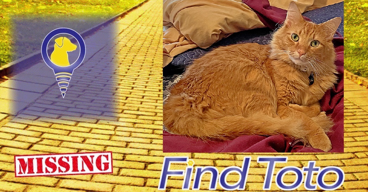 😢#Lost Cat Alert - #Miramar, FL!

#Missing near SW 160th Ave &amp; Bass Creek Rd
Brando - Orange Tabby domestic long-hair neutered cat w/green eyes
#cat #lostcat #missingcat #foundcat #LostandFoundPets #lostpet #missingpets #tabbycat
findtoto.com/lost-pet/14405…