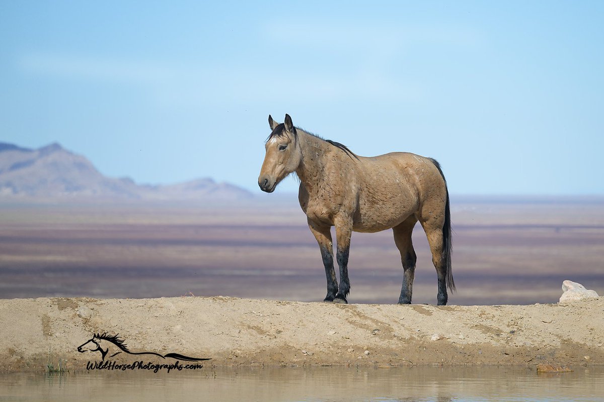 A beautiful south Onaqui herd, buckskin mare for #MareMonday!

Find prints: wildhorsephotographs.com/onaqui-mountai…

#GetYourWildOn #WildHorses #Horses #FallForArt #Horse #Equine #FineArt #AYearForArt #BuyIntoArt #HorseLovers #Equine #FineArtPhotography #PhotographyIsArt