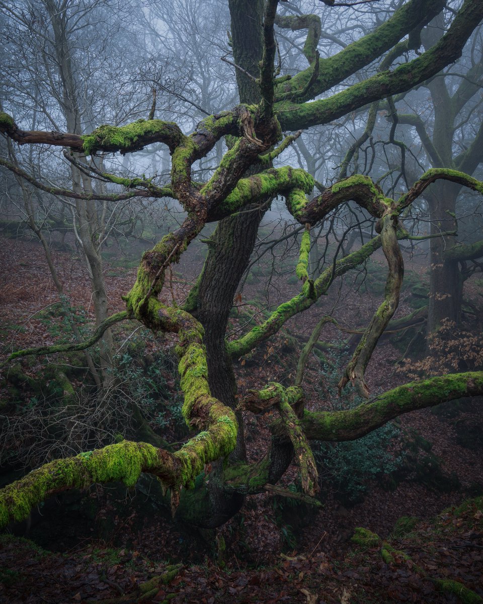 A creepy Oak in a creepy wood. #fsprintmonday @NorthYorkMoors @OPOTY