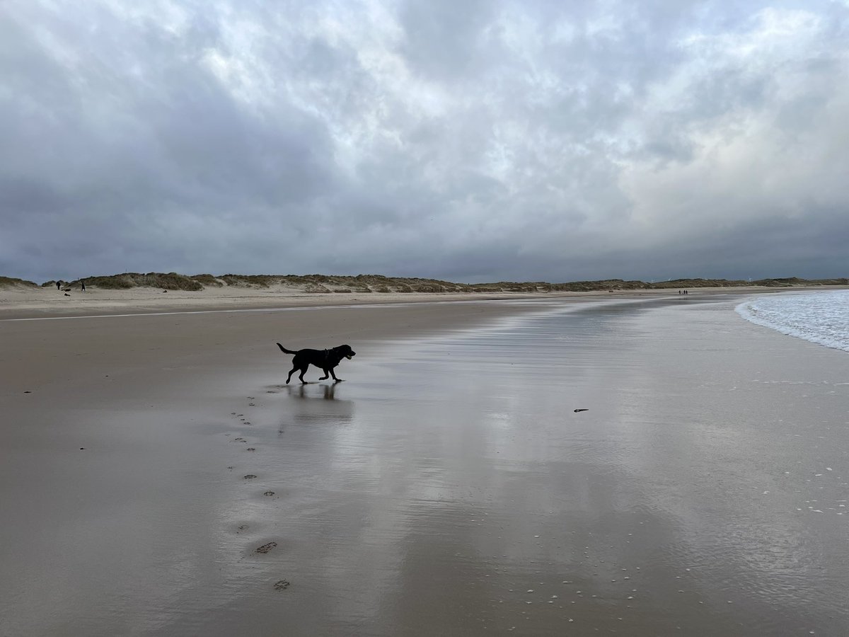 #Cresswell 🌬️ 
#Northumberland 
#afternoonwalks with Harley🐾