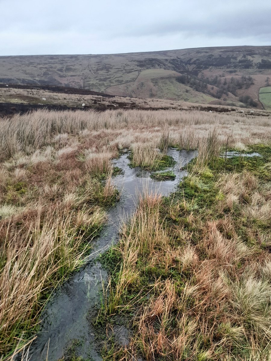 whiterosegreen's tweet photo. Acidic flushes on the North York Moors are important foraging habitats for birds like Snipe &amp; Red Grouse, and support rich fauna of wetland beetles incl specialities such as Hydroporus longicornis, H. longulus, Laccobius atratus &amp; Plateumaris discolor. https://t.co/3oK6kS2hKG