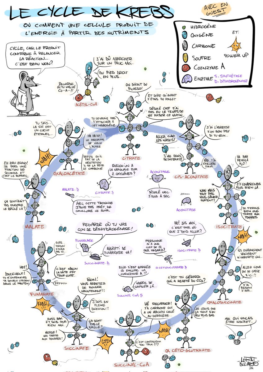 leratdulabo's tweet photo. #leratdulabo #bd #illustration #labo #krebs #techdelabo #biologie #science #bdlearning #cyledekrebs https://t.co/8j4SRHD1KZ