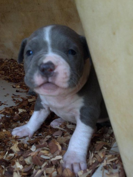 I found some old photos of Bella as a puppy! 🥺❤️ https://t.co/J8q6OF0dmA