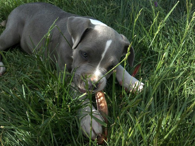 I found some old photos of Bella as a puppy! 🥺❤️ https://t.co/J8q6OF0dmA
