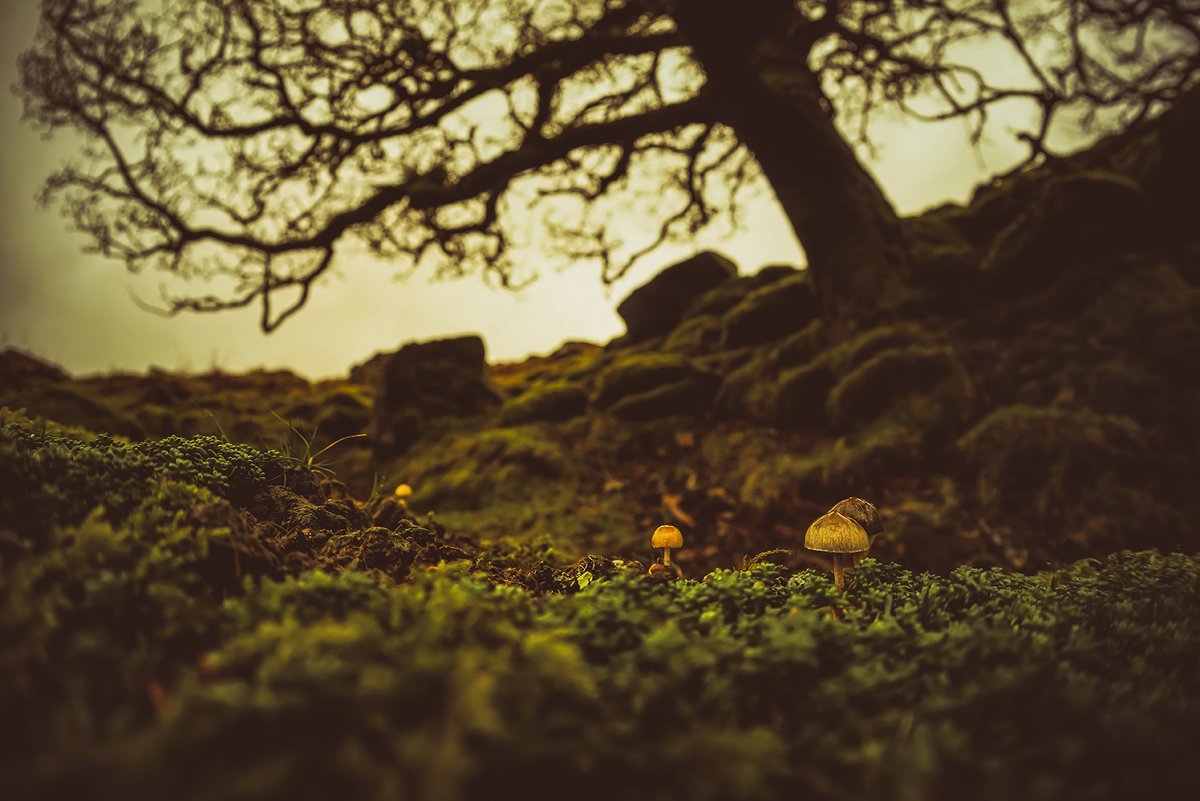 #mushrooms in the #mizzle on #Dartmoor at the edge of Black-a-Tor Copse 🍄 #DartmoorPhotography #DartmoorPhotographer