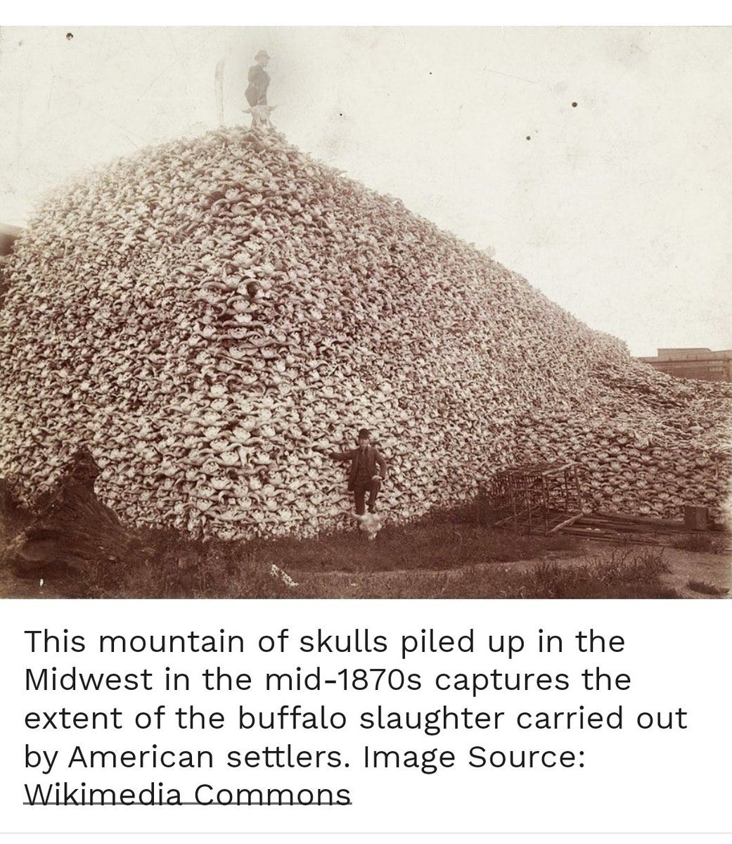 KohzKah's tweet photo. European Settlers did this genocidal act to Indigenous peoples who lived in balance with the Buffalo.  Now Settlers in Israel repeat the genocidal acts. https://t.co/TRmmdpJ3fD