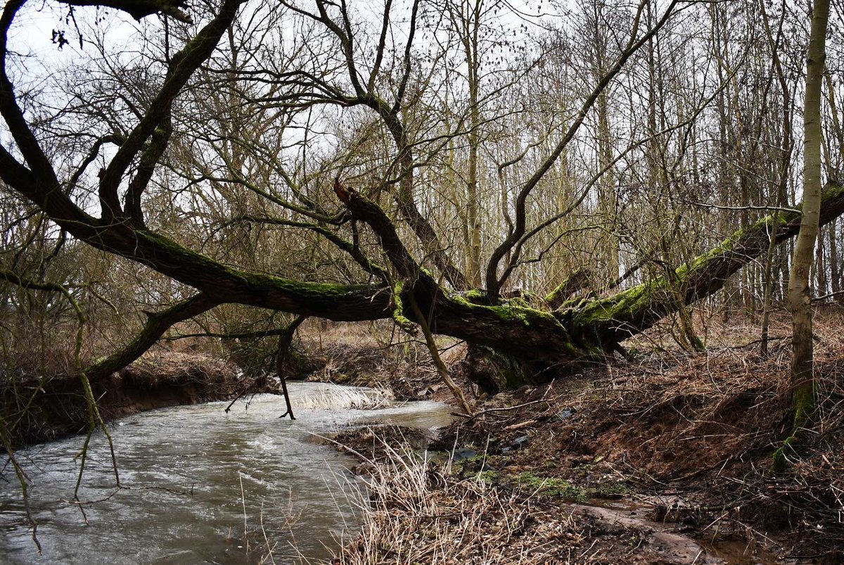 Ralph Eikenberg tweet media