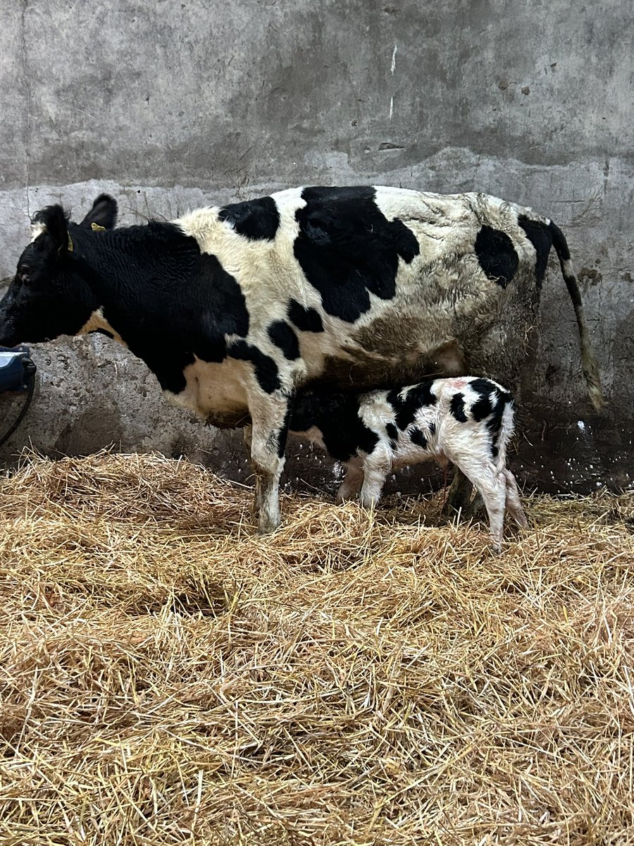 Seancallan02's tweet photo. Great day with the very first of our homebred heifers calving down today, heifer calf up within minutes sired by FR6547 @progressivegen @RCryancallan #teamdairy #springcalving #calving2024 https://t.co/Fu1Zbfk3ZS