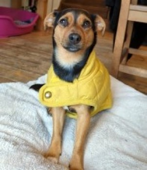 millypod1's tweet photo. 🆘4 FEB 2024 #Lost BEANS #ScanMe
YOUNG Black & Tan Jack Russell Terrier Female
Cefni Reservoir #Bodfforrd side Chased by dogs into Forest #Anglesey #Wales #LL77 https://t.co/slW65s6Gvj https://t.co/TWH6R6HeZA