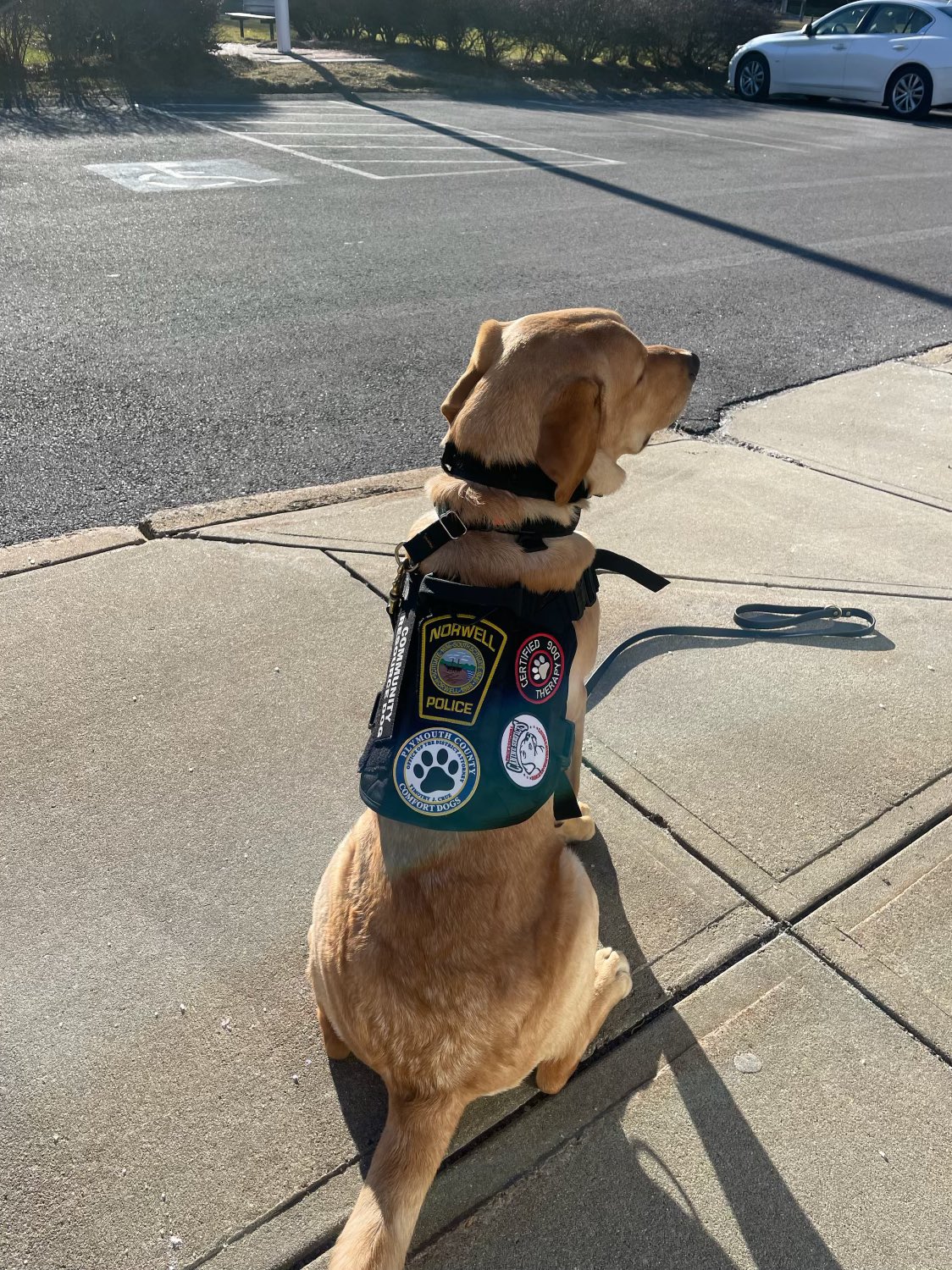 Norwell Police on X Chief Lee is happy to announce that K9 Teddy has successfully passed the Canine Good Citizen Program and is now a certified therapy dog NorwellPolice ComfortDog Teddy https t cE...