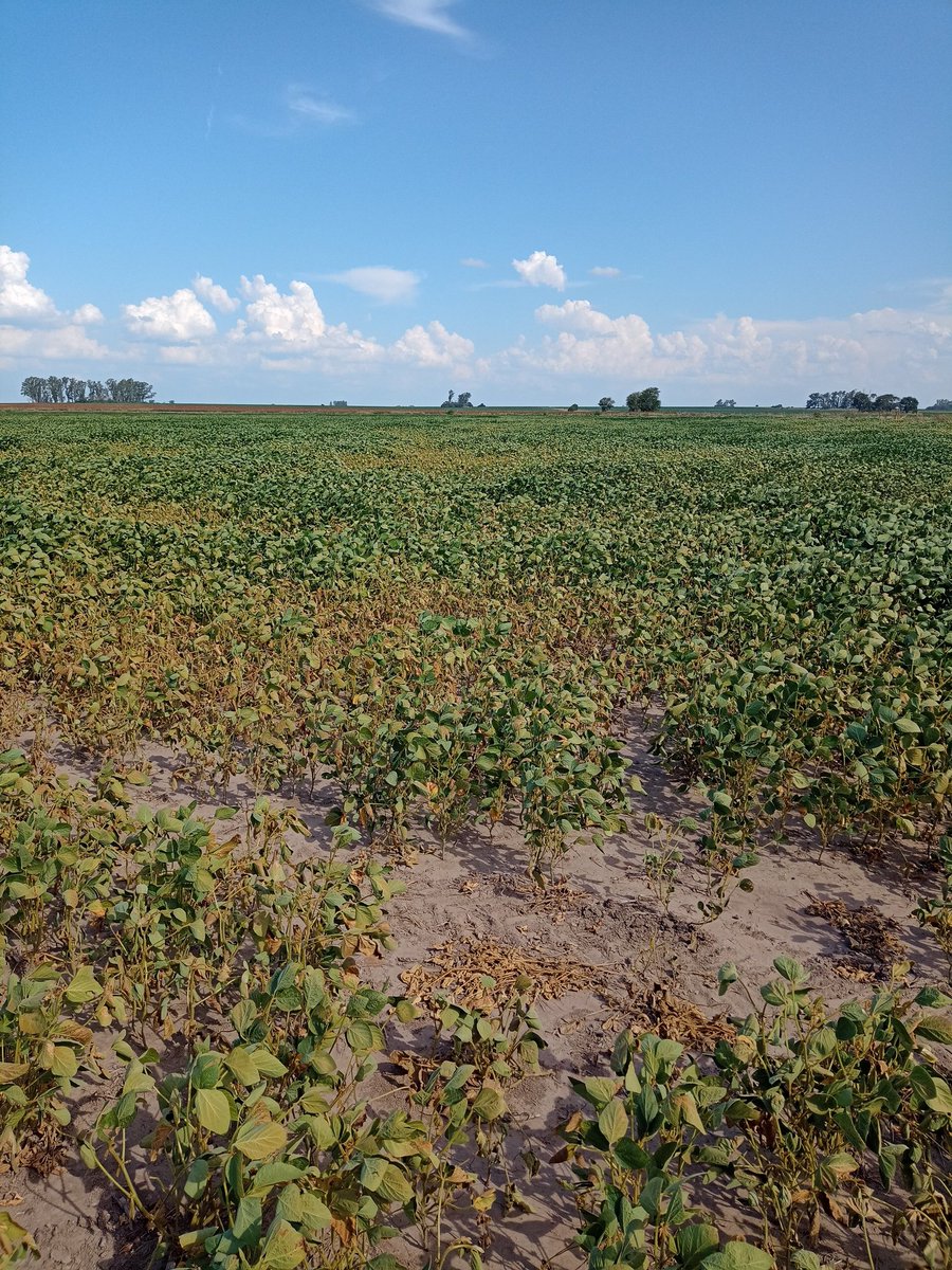 Cosecha recor? Yo le siento olorcito 22/23 <a href="/c_sampaoli/">Juan C. Sampaoli</a>