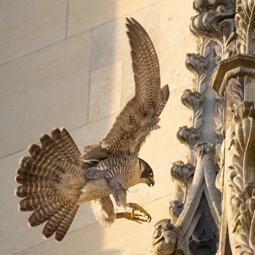 camperegrines tweet picture