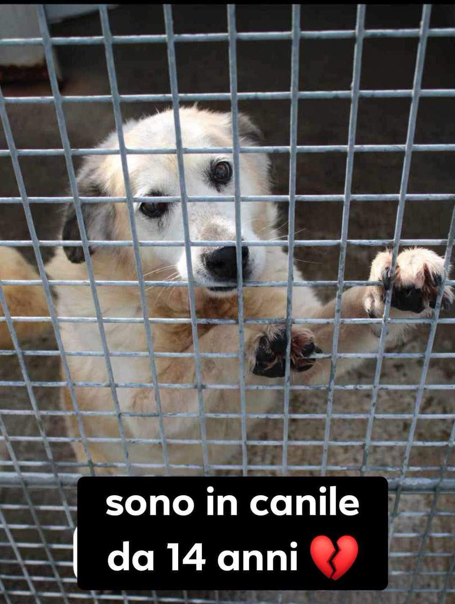 FiorellaArcodi1's tweet photo. Tiriamolo fuori 😪
💔LUIGI 14 ANNI TAGLIA MEDIA
ENTRATO IN CANILE A 3 MESI NEL 2010
DA 14 ANNI E’ IN CANILE
14 ANNI

Un canile privato senza volontari fissi dove i cani vivono H24 rinchiusi nei loro box.
H24.

Sono entrata nel suo box, subito si è allontanato perché non abituato al contatto umano, ma dopo pochi minuti ha deciso che poteva fidarsi di me e si è avvicinato per farsi accarezzare.

Divide il box con un maschio della stessa taglia.
Non avrà ancora tanto da vivere.

Adottabile centro nord Italia.
Mimma 389-6355214
Clodine 371-4916307
Se non rispondiamo, lasciate una breve presentazione su whatsapp e verrete ricontattati.
