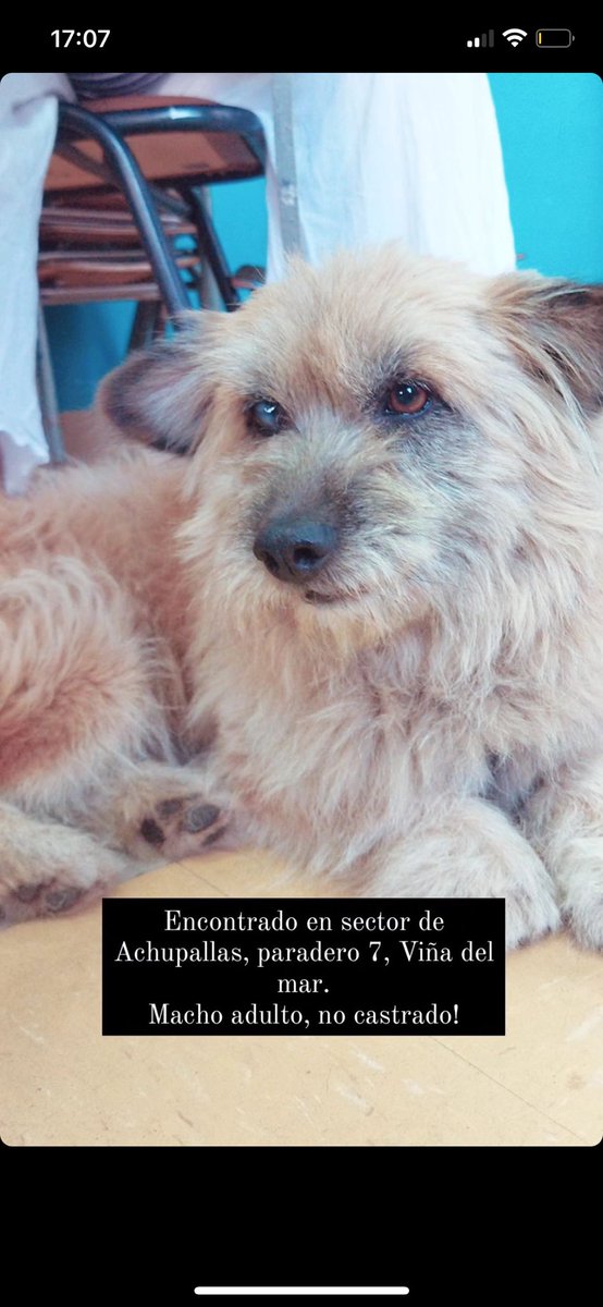 Maidasmile's tweet photo. Comparto algunos perritos que están en la escuela libertador bernardo ohiggins que no han contactos con sus familias. Se puede comunicar con @ankarakna en instagram. 
#Valparaíso #IncendioForestal #IncendioChile #QUILPUÉ #perroperdido https://t.co/VrldHK0Z1a