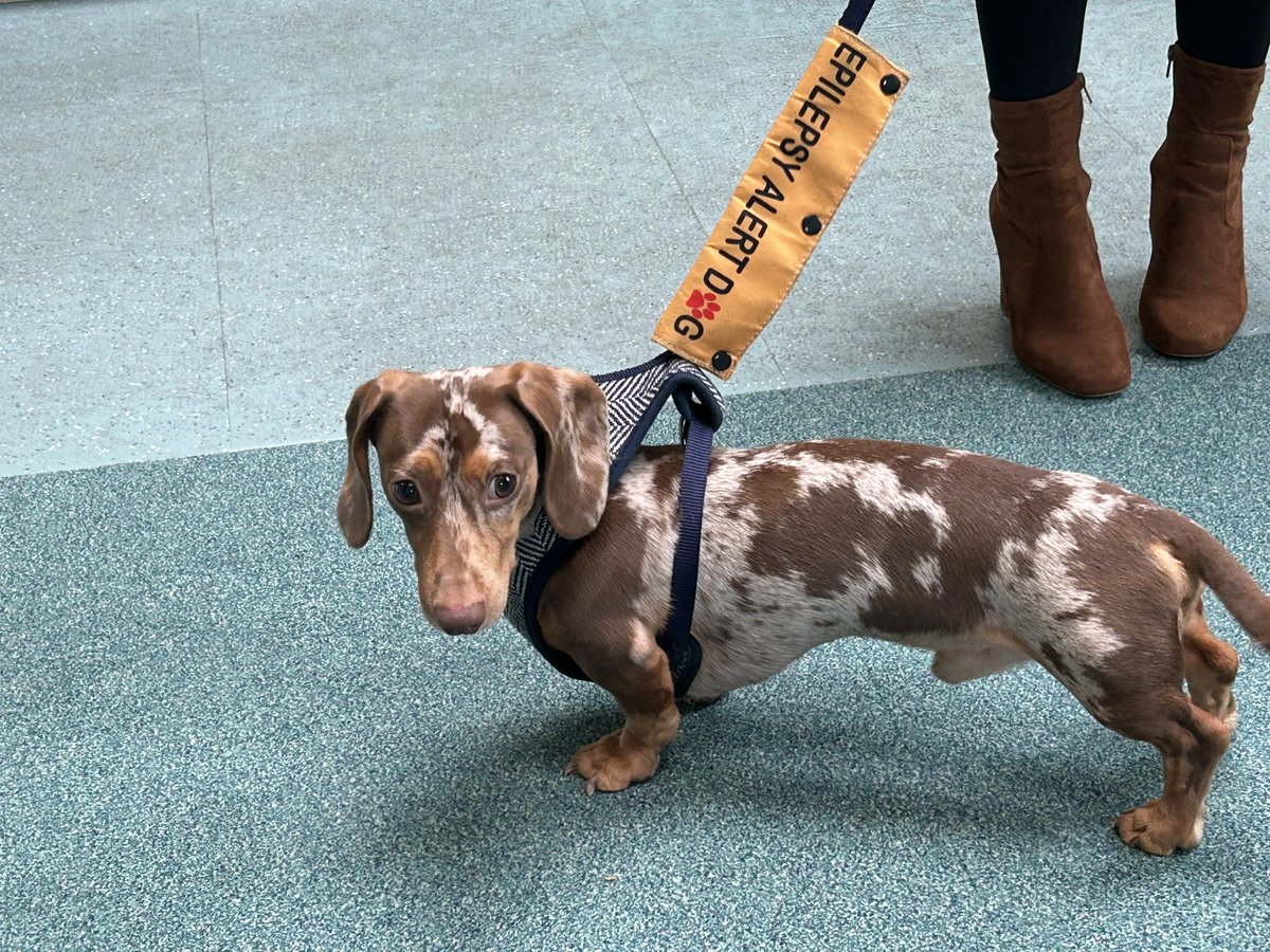 There are a few dogs that work at #KingswayHouse. Arlo’s owner has a #servicedoffice &amp; he is an epilepsy alert dog. He’s often in our #BusinessLounge or checking out the #hotdesking area for attention or treats. #WorcestershireHour