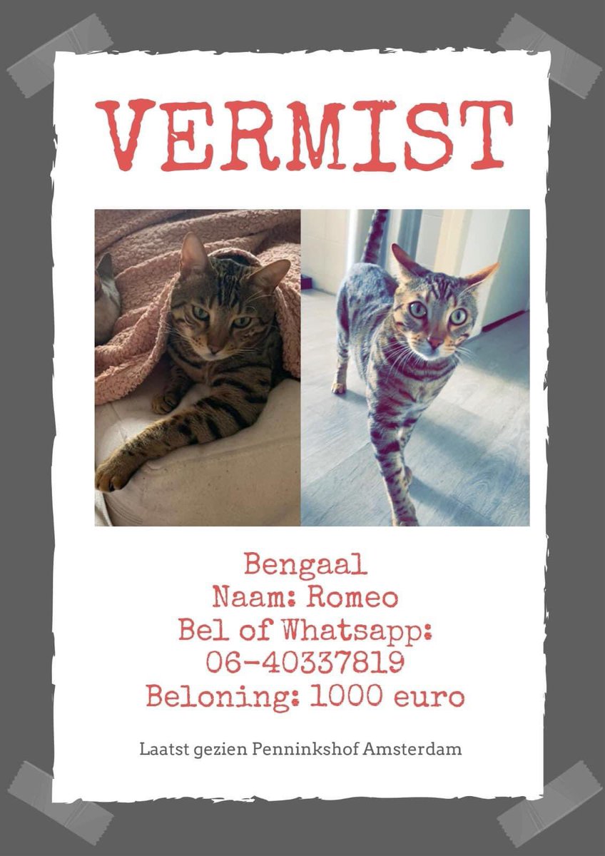 DierenAmsterdam's tweet photo. Romeo vermist in Osdorp #Pennikshof Al een maand vermist en geen enkel spoor van hem gevonden. Graag roep ik jullie hulp in - willen jullie alsjeblieft jullie tuinen en schuren controleren? Elk klein detail kan van onschatbare waarde zijn in de zoektocht naar Romeo. Mocht je maar het geringste teken van hem zien, laat het mij dan onmiddellijk weten.