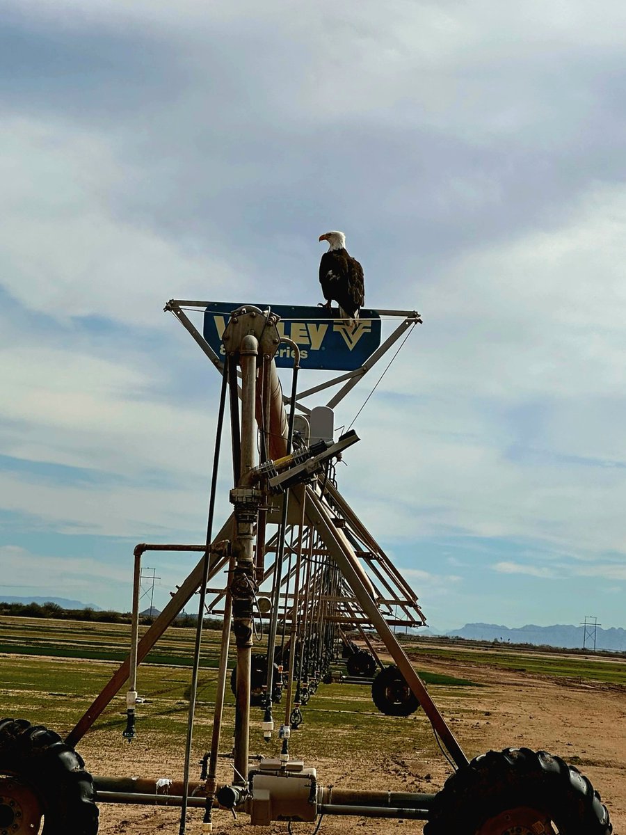 Nature and turfgrass mix pretty well at Evergreen Turf. Bald Eagles are a welcome sight on our farm