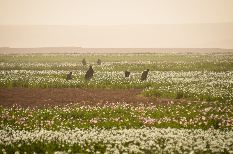 Birmingham Dispatch tweet media