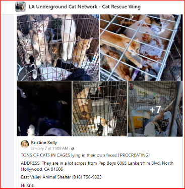 MariSolNCali's tweet photo. @NoHoPatch Trying to help NOHO Cats in Cages - Any ideas on how to assist? The area shelter &amp; Police Dept have been notified &amp; weeks later the cats are still in danger!! https://t.co/LxkLiT2wt1
