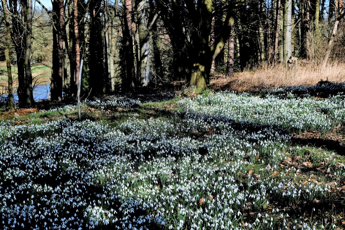 HORSTEAD HOUSE. Horstead, NR12 7AU. Open Sat 10th & Sun 11th Feb 11am-3pm. A stunning display of beautiful snowdrops carpet the woodland setting with winter flowering shrubs. And the all important home made teas! More details here findagarden.ngs.org.uk/garden/22718/h…