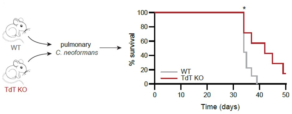 Mandl Lab tweet media