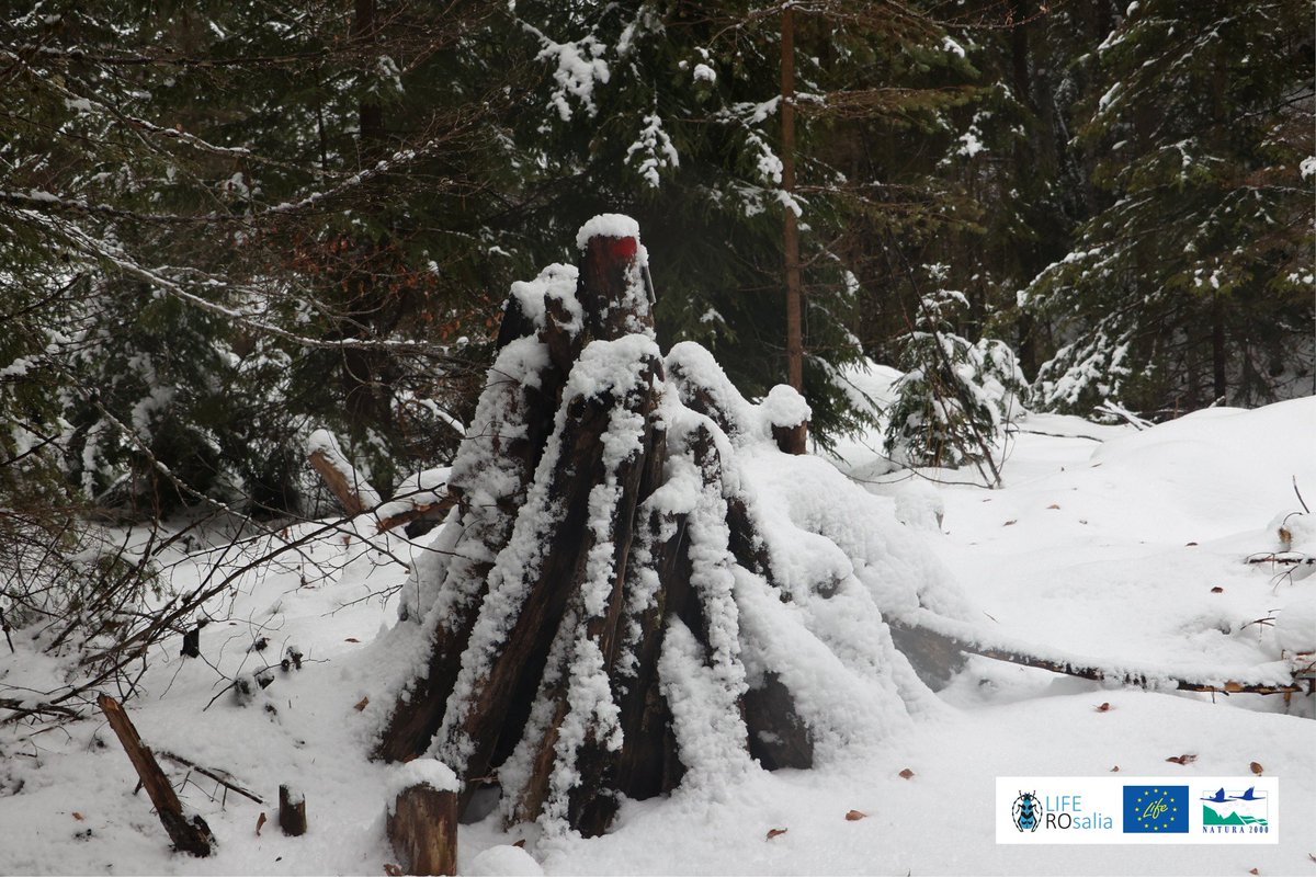 LIFENatROsalia's tweet photo. Winter #monitoring activities in #PutnaVranceaNaturalPark to check how humidity and snow influence #wood_mold_boxes and #wood_piles
#conservation #SaproxylicInsects #Rosaliaalpina #Osmodermaeremita #Morimusfunereus #Lucanuscervus #Cerambyxcerdo
#LifeROsalia #LIFENature https://t.co/5iV53zloeg