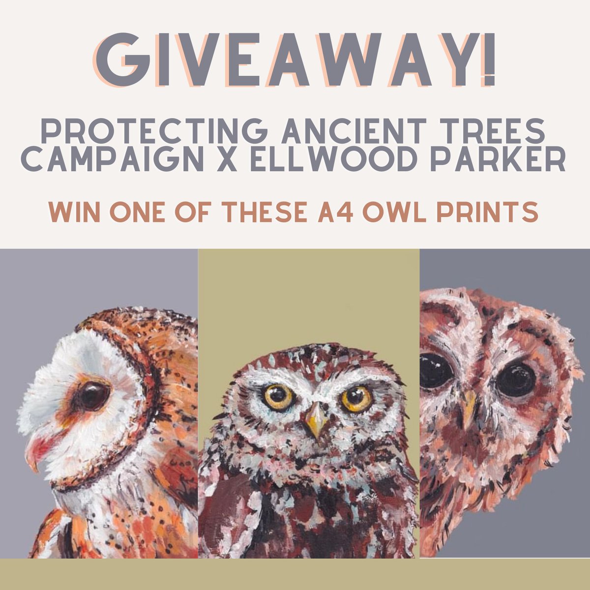 As part of the Protecting Ancient Trees campaign, I am running a giveaway with the talented @EllwoodParker bird artist! Head over to my Instagram channel to enter - instagram.com/naturewithanna #birdart #giveaway #ancienttrees #owls #competition #illustrator