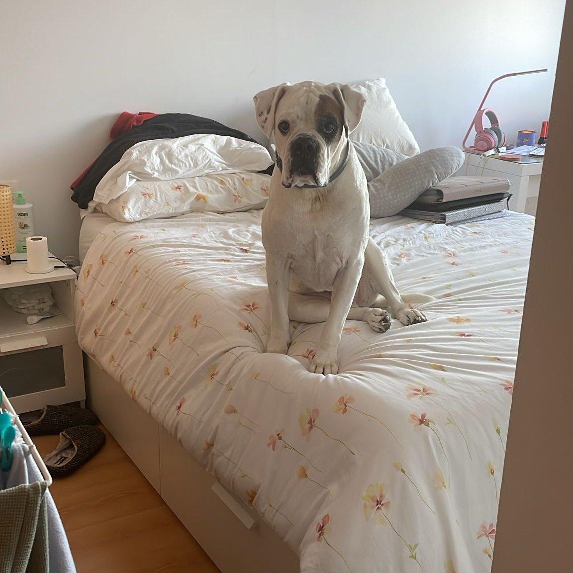 Protosito tweet media