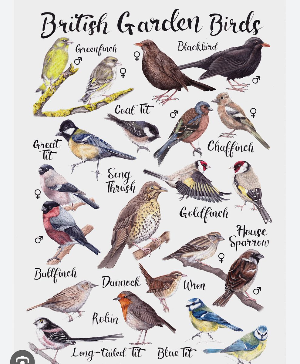 Feeling Good Week is here! Showing kindness in nature. Did you know birdsong is good for your well-being! We are putting up bird boxes and bird tables, encouraging more bird life. Teams will be taking part in the ‘Big Bird Bake Off’ to feed the birds! <a href="/mymindfeed/">CWP MyMind</a> <a href="/jennufcboss/">Jen Beer</a>