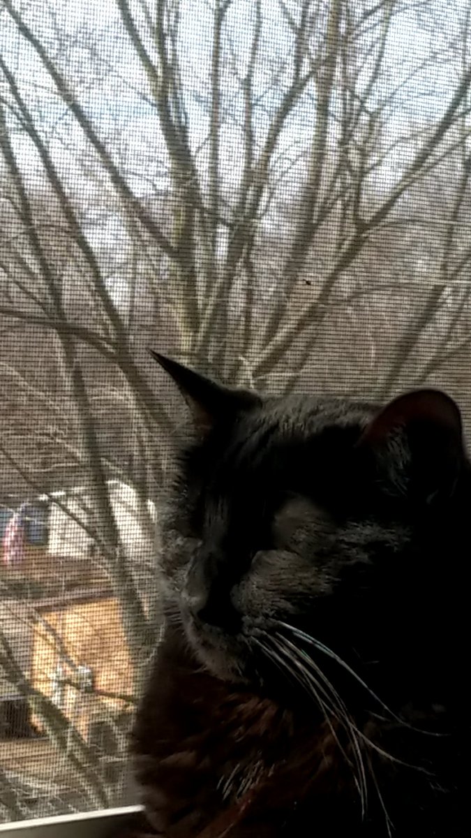 VerumaWay448's tweet image. Gotta getter done #Mmemberville #CannabisCommunity #CannaLand