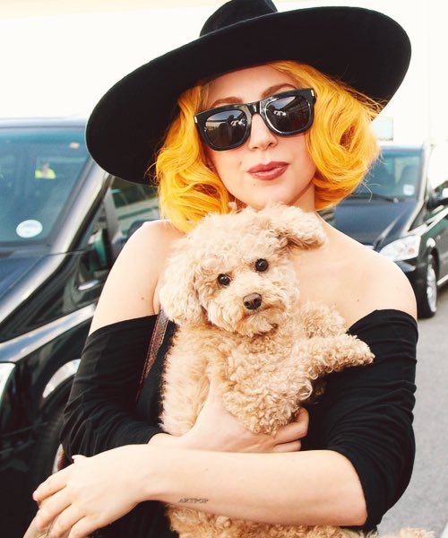 ladygaganownet's tweet photo. Rest in peace Fozzi 😞🤍 https://t.co/qxTgySNF4R